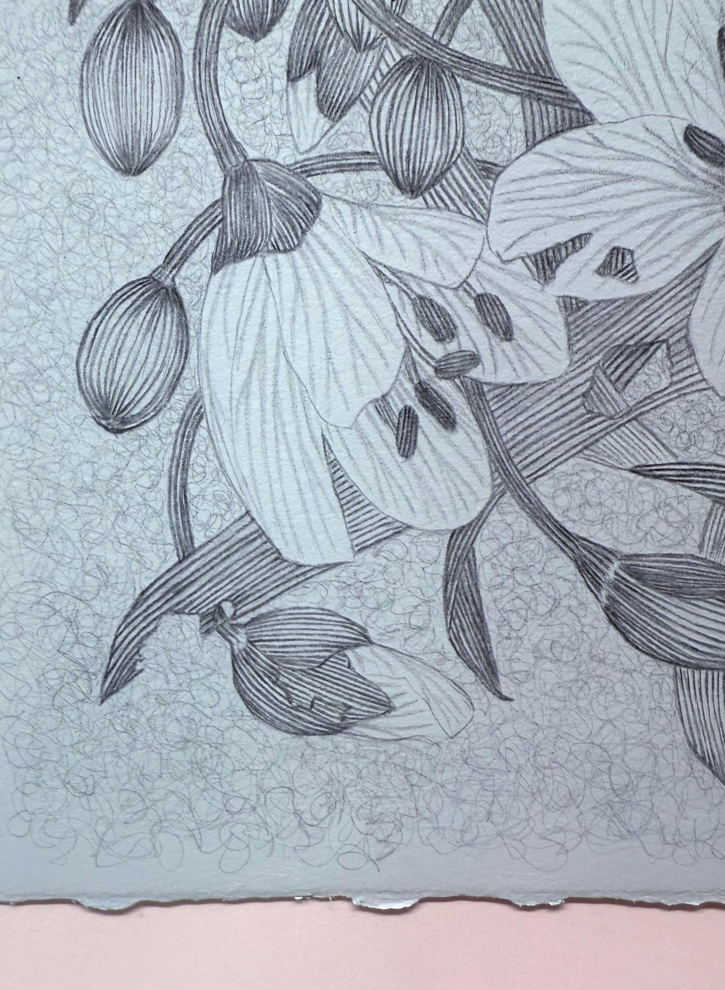 Spring Beauty - Botanical Wildflower Plant Flowers Silverpoint Pale Blue, 2025 For Sale 5