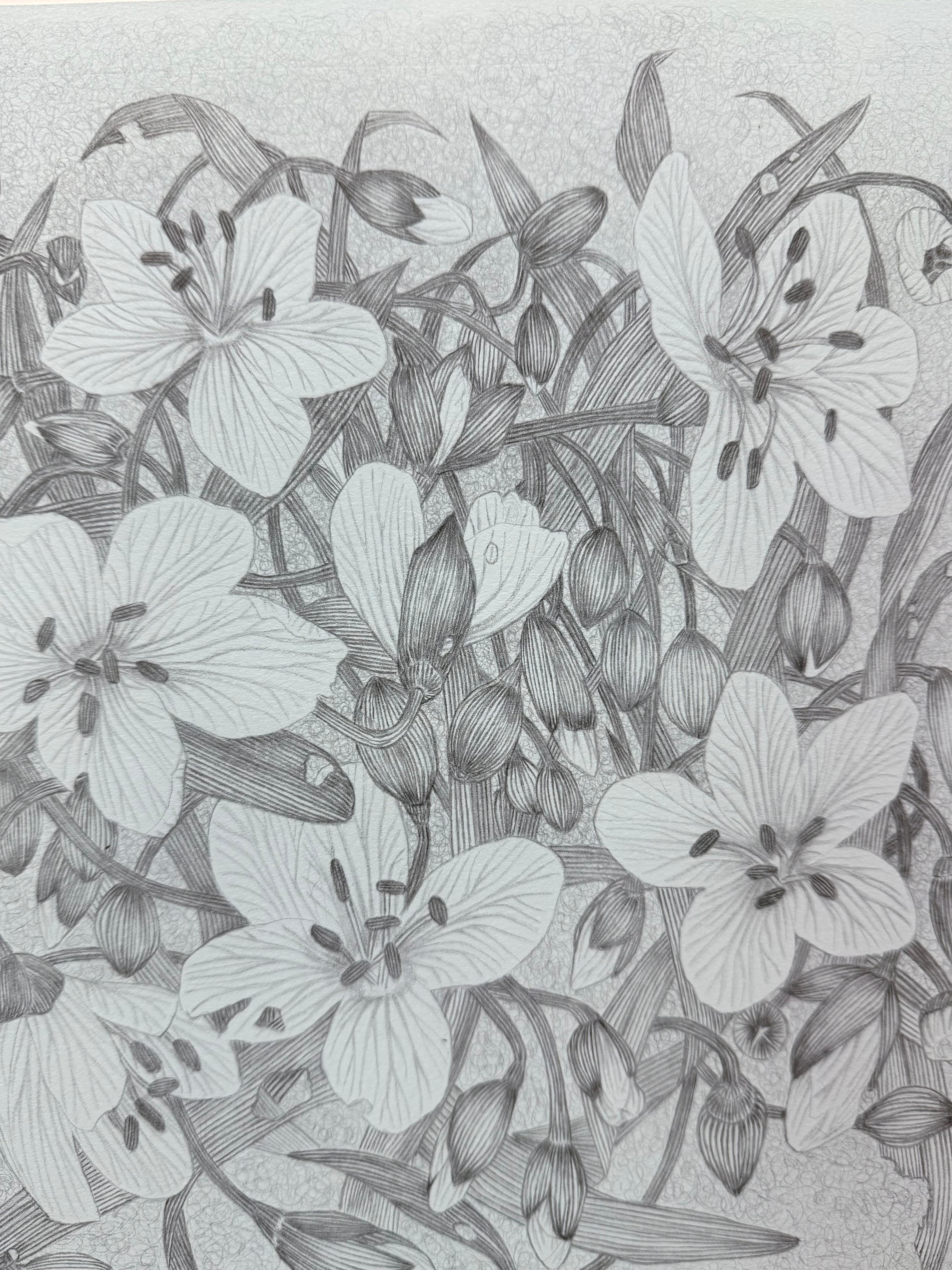 Spring Beauty - Botanical Wildflower Plant Flowers Silverpoint Pale Blue, 2025 For Sale 1