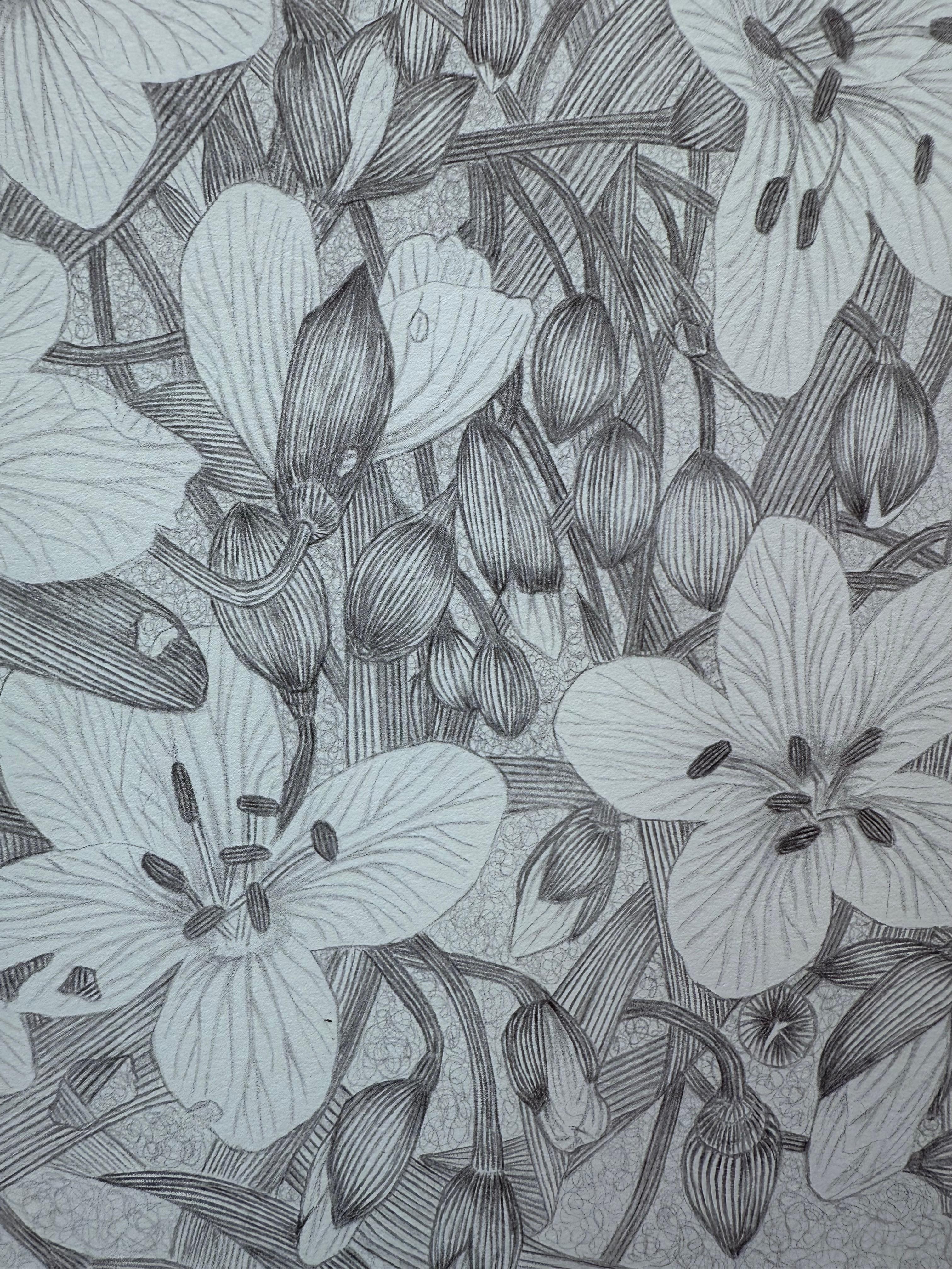 Spring Beauty - Botanical Wildflower Plant Flowers Silverpoint Pale Blue, 2025 For Sale 4