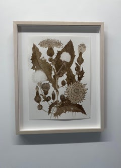 SOWE Tre - Fiori di piante selvatiche Disegno a inchiostro marrone noce, 2025