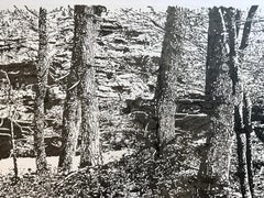Grottes de Rosendale - Forêt Paysage Arbres Encre Sumi Mylar, 2025