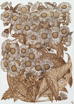 Daisy Fleabane Two - Fiori, piante, foglie, boccioli, marrone, noce, inchiostro, 2026
