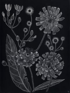 Hawkweed - Contemporary Metallic Silver Botanical Plant Drawing On Black, 2022