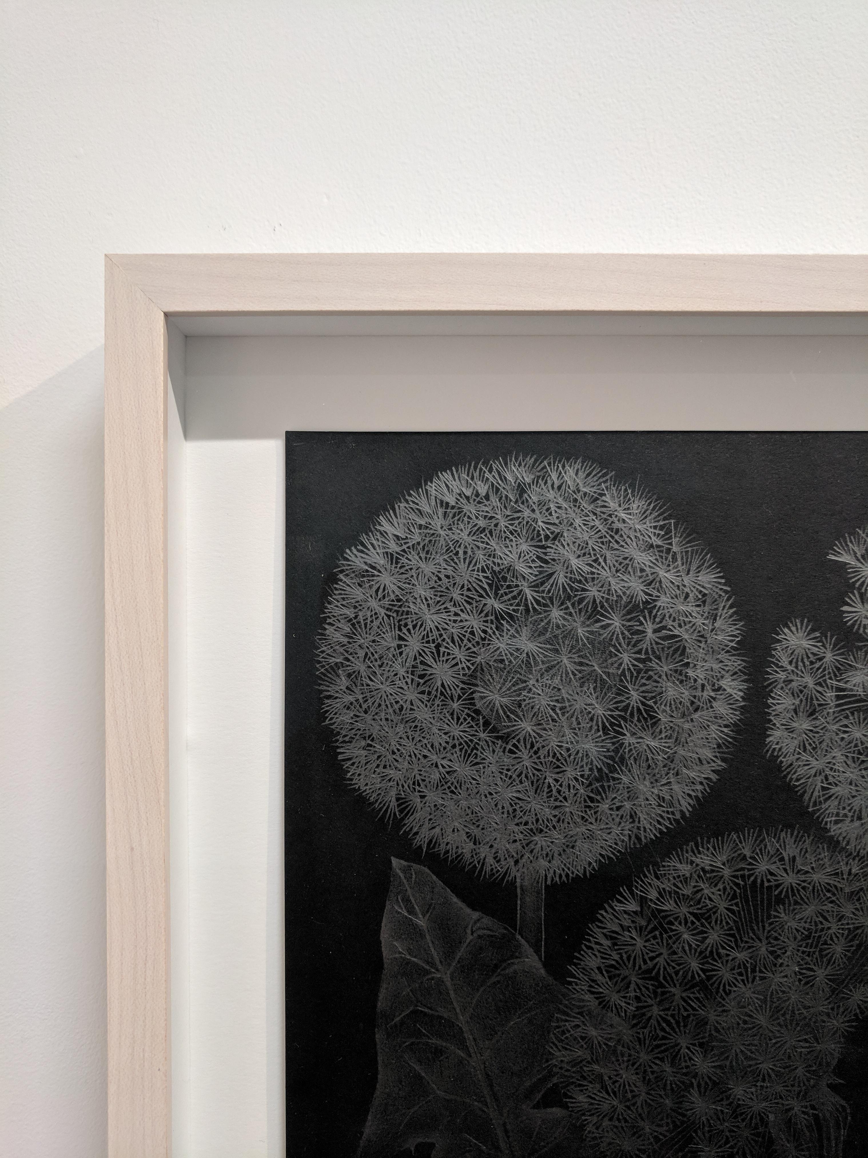 Three Dandelions with Bud, Small Framed Silver Botanical Drawing on Black Paper - Art by Margot Glass