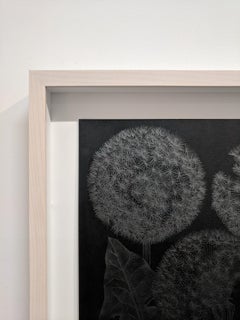 Three Dandelions with Bud, Small Framed Silver Botanical Drawing on Black Paper