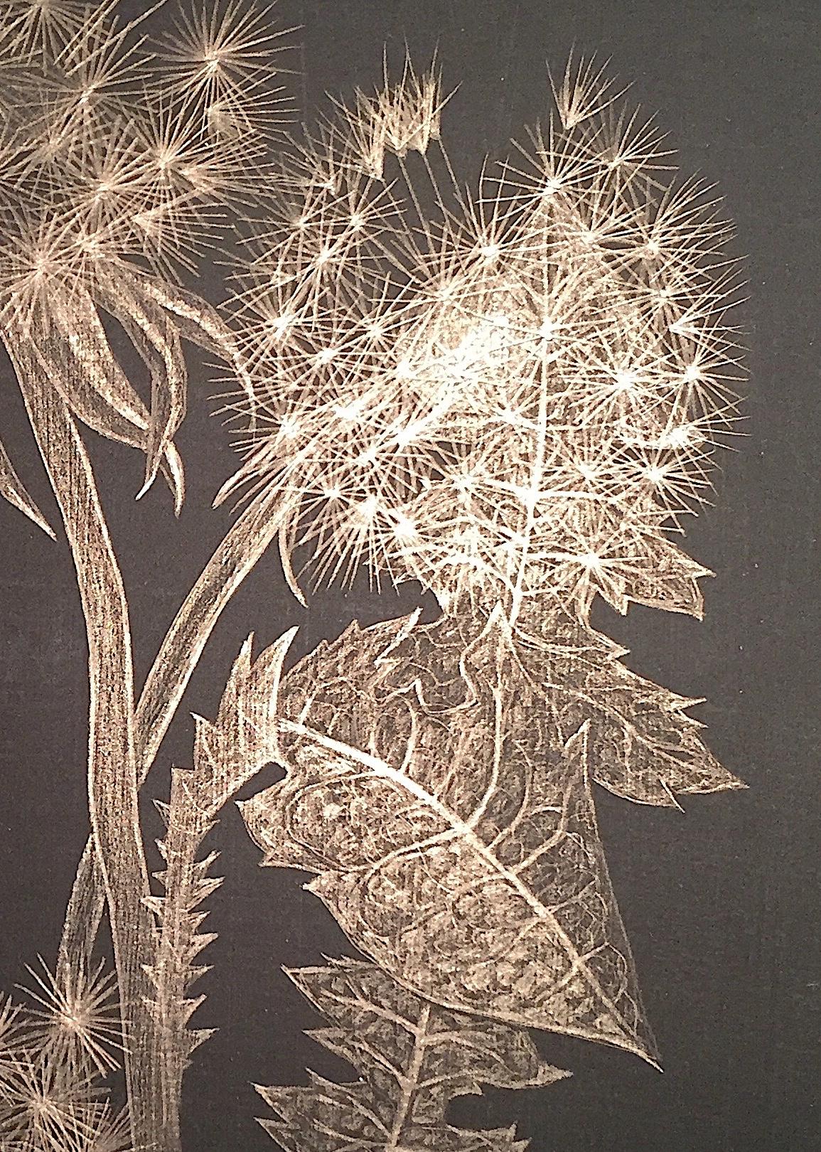 Dandelion, Small Botanical Drawing on Black Paper Made with 14K Gold - Contemporary Art by Margot Glass