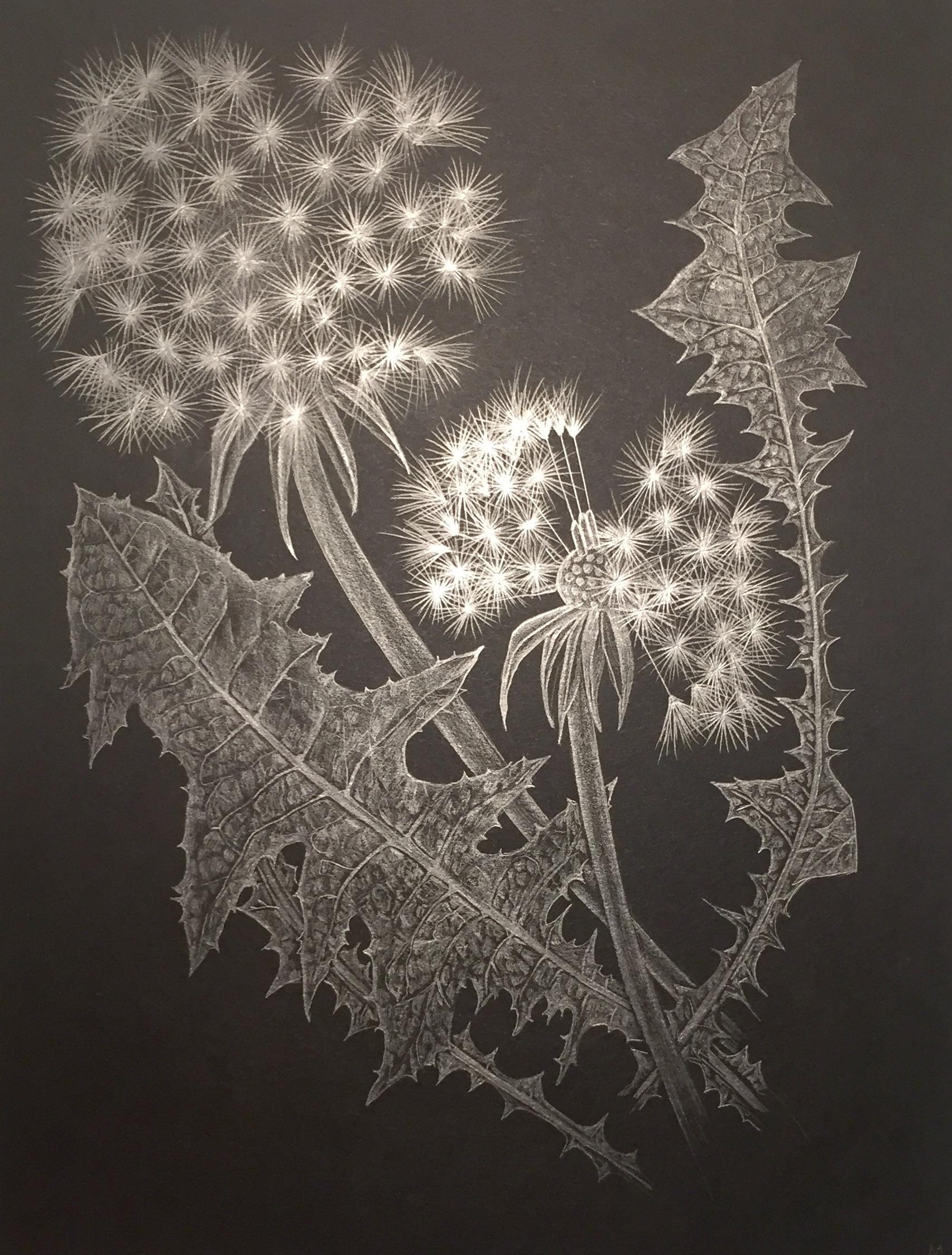Margot Glass Landscape Art - Two Dandelions C, Silver Botanical Drawing On Black Paper