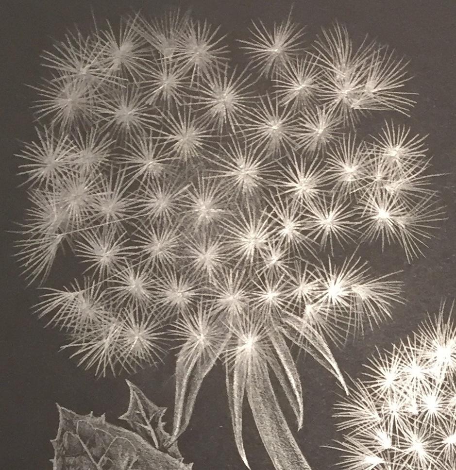 Two Dandelions C, Silver Botanical Drawing On Black Paper - Art by Margot Glass