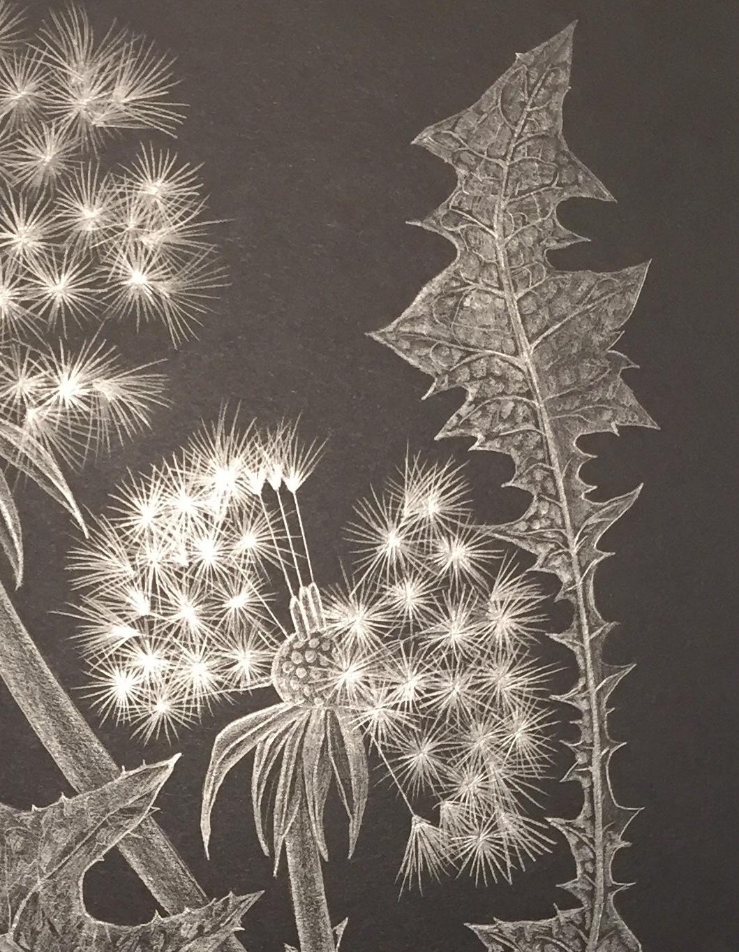 Two Dandelions C, Silver Botanical Drawing On Black Paper - Contemporary Art by Margot Glass