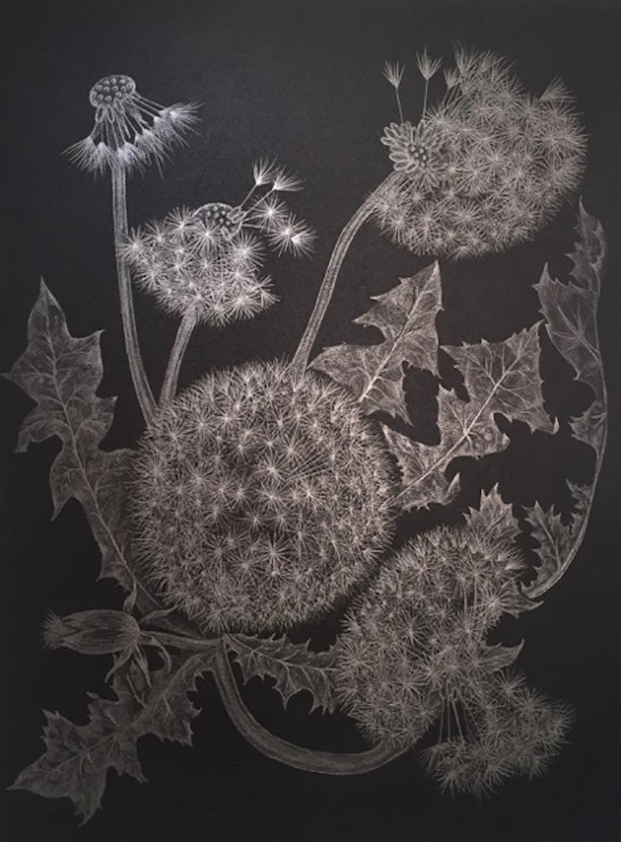 Margot Glass Landscape Art - Five Dandelions, Silver Botanical Drawing in Graphite On Black Paper