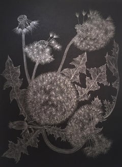 Five Dandelions, Silver Botanical Drawing in Graphite On Black Paper