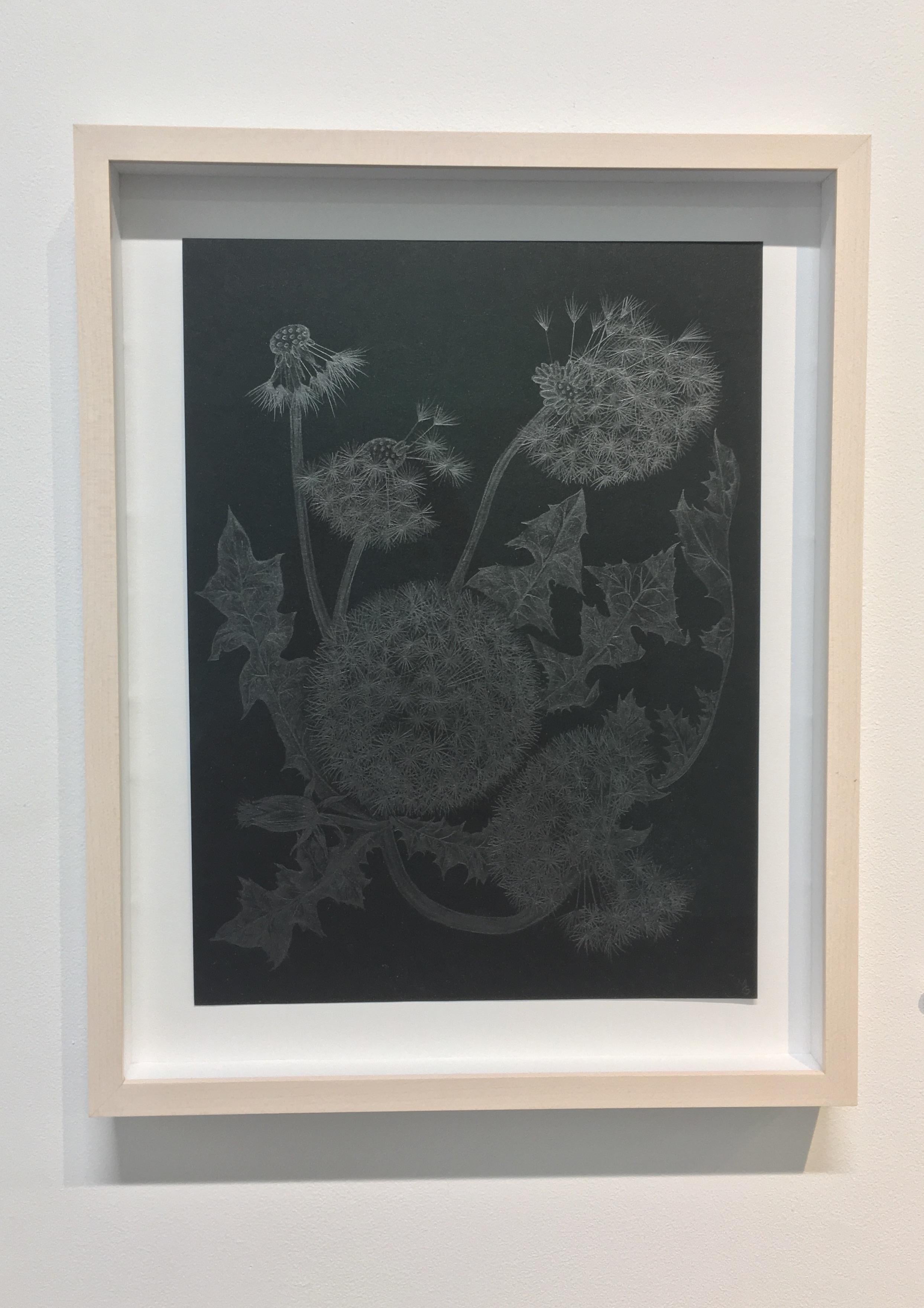 Five Dandelions, Silver Botanical Drawing in Graphite On Black Paper - Art by Margot Glass