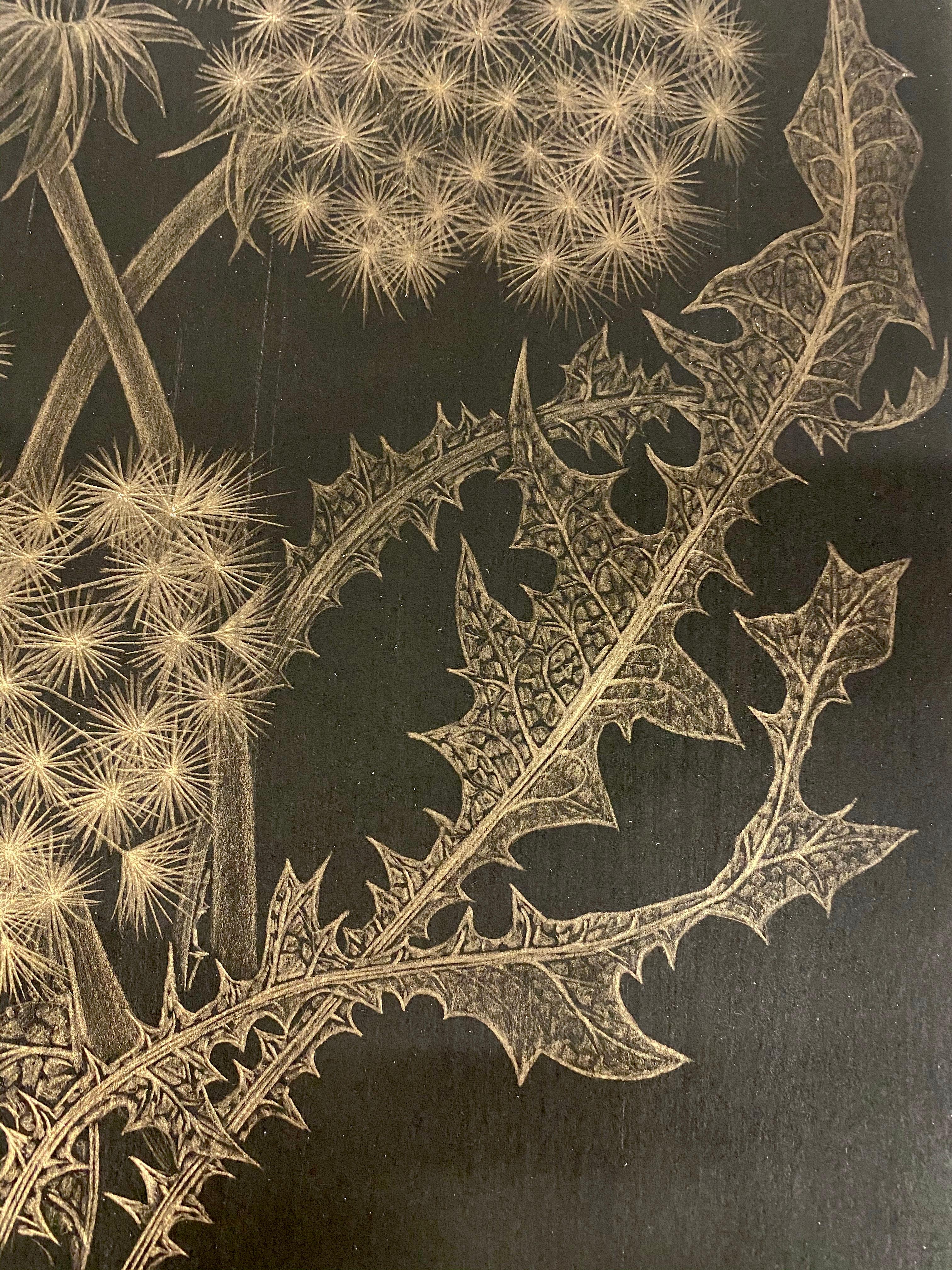 Dandelions with Bud, Small Botanical Drawing on Black Paper made with 14K Gold 1