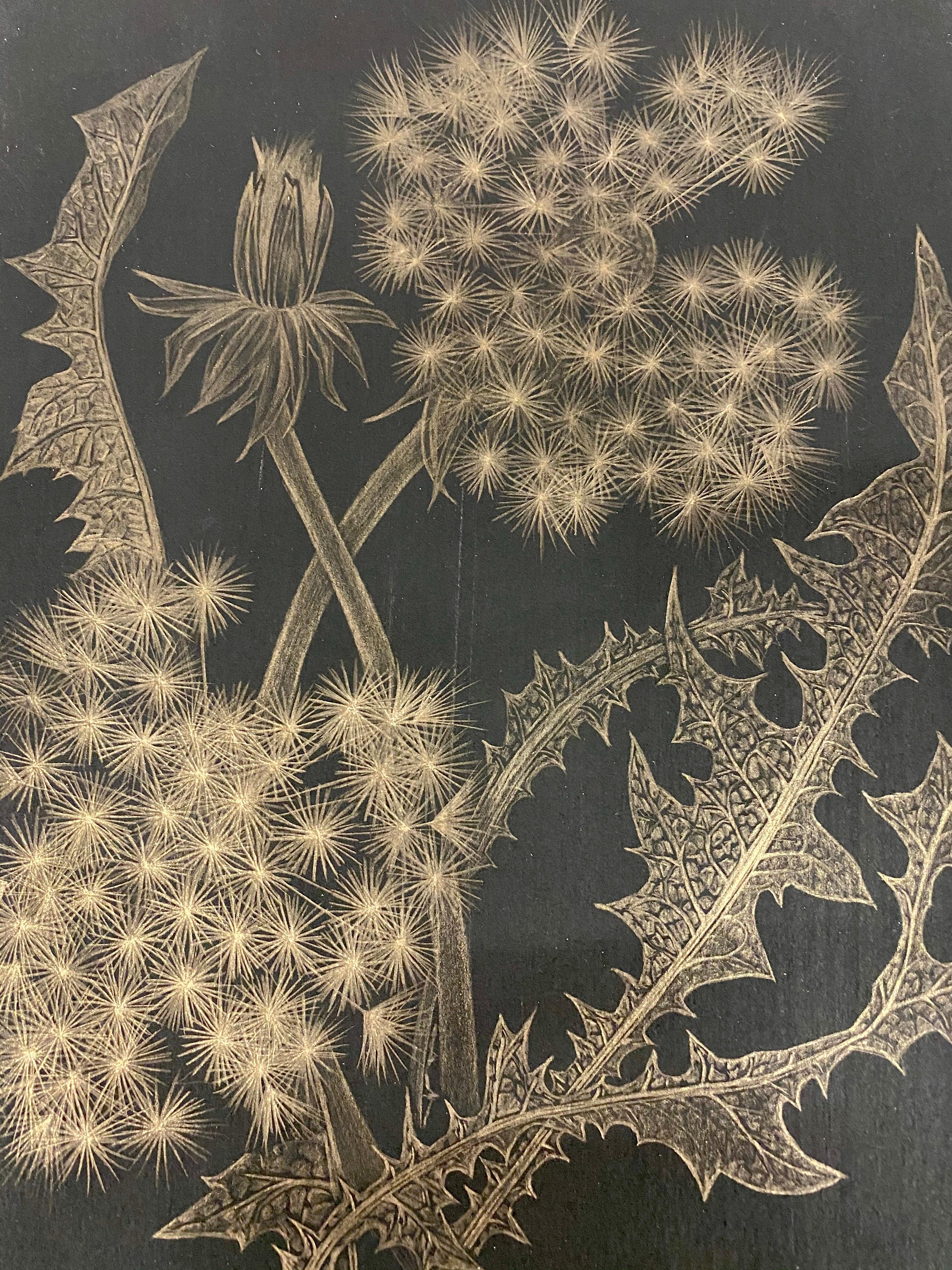 Dandelions with Bud, Small Botanical Drawing on Black Paper made with 14K Gold 3