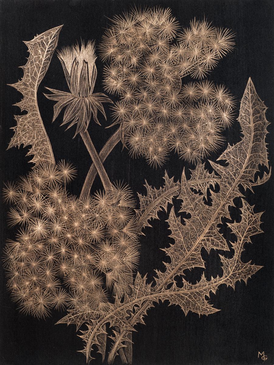 Margot Glass Landscape Art - Dandelions with Bud, Small Botanical Drawing on Black Paper made with 14K Gold