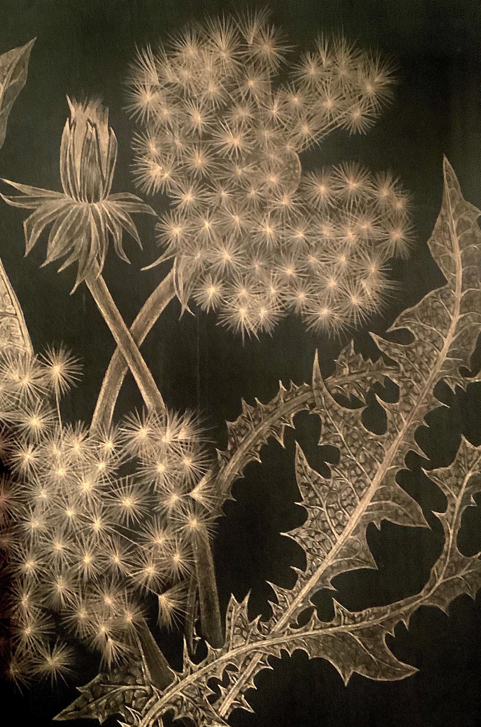 Dandelions with Bud, Small Botanical Drawing on Black Paper made with 14K Gold - Contemporary Art by Margot Glass