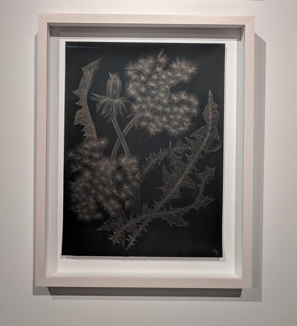 Dandelions with Bud, Small Botanical Drawing on Black Paper made with 14K Gold - Art by Margot Glass