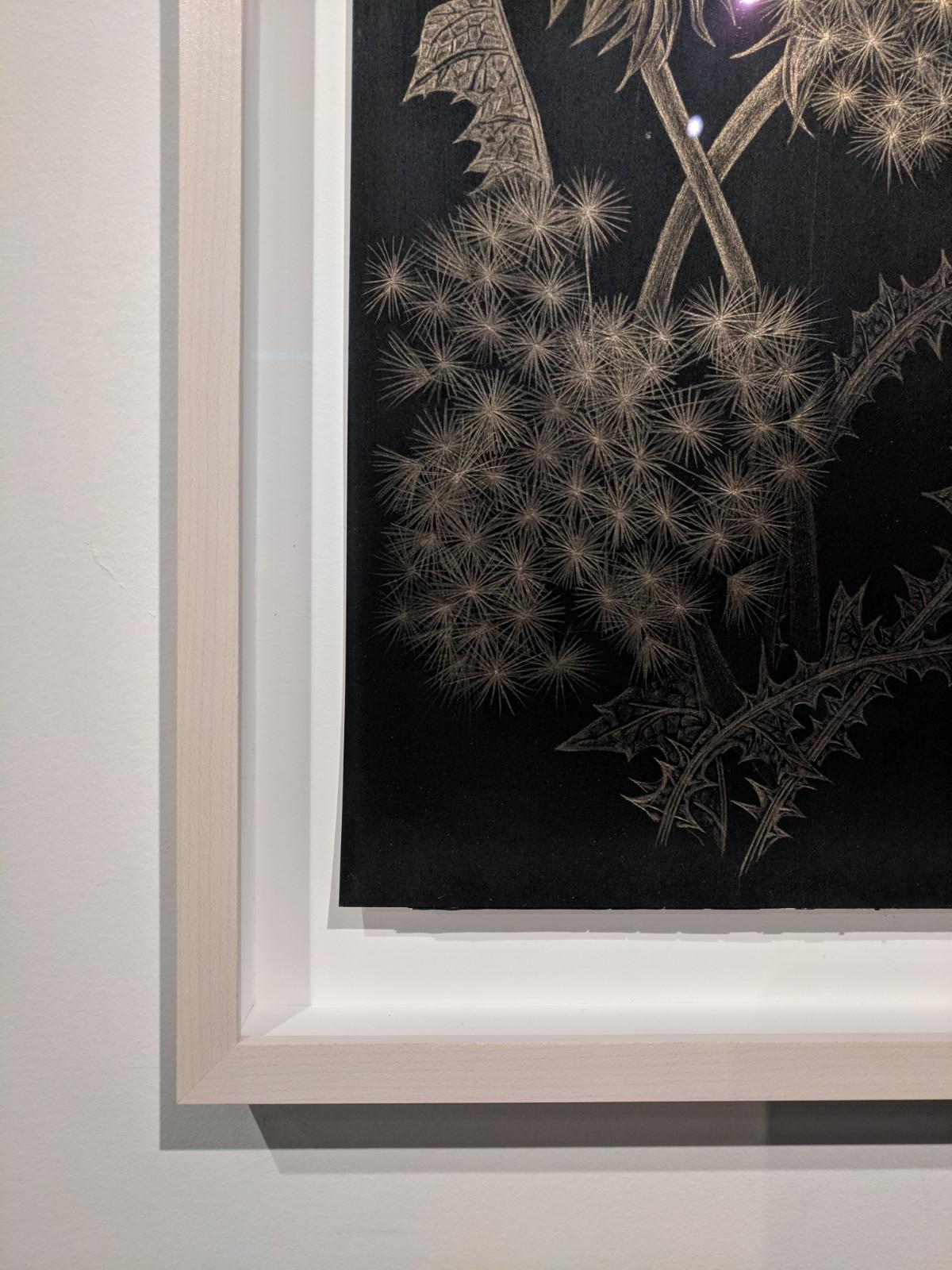 Dandelions with Bud, Small Botanical Drawing on Black Paper made with 14K Gold 5