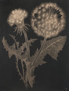 Dandelion, Metallic Botanical Drawing on Black Paper Made with 14K Gold