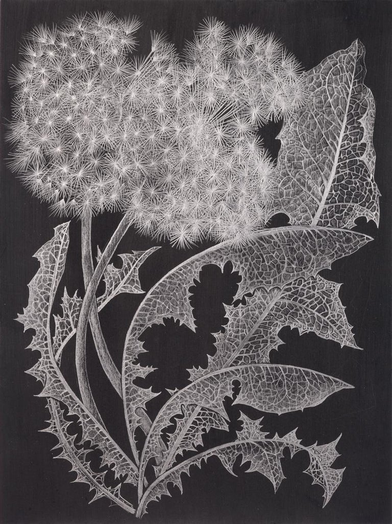 Margot Glass Two Dandelions One Metallic Silver Botanical Drawing Graphite On Black Paper For Sale At 1stdibs