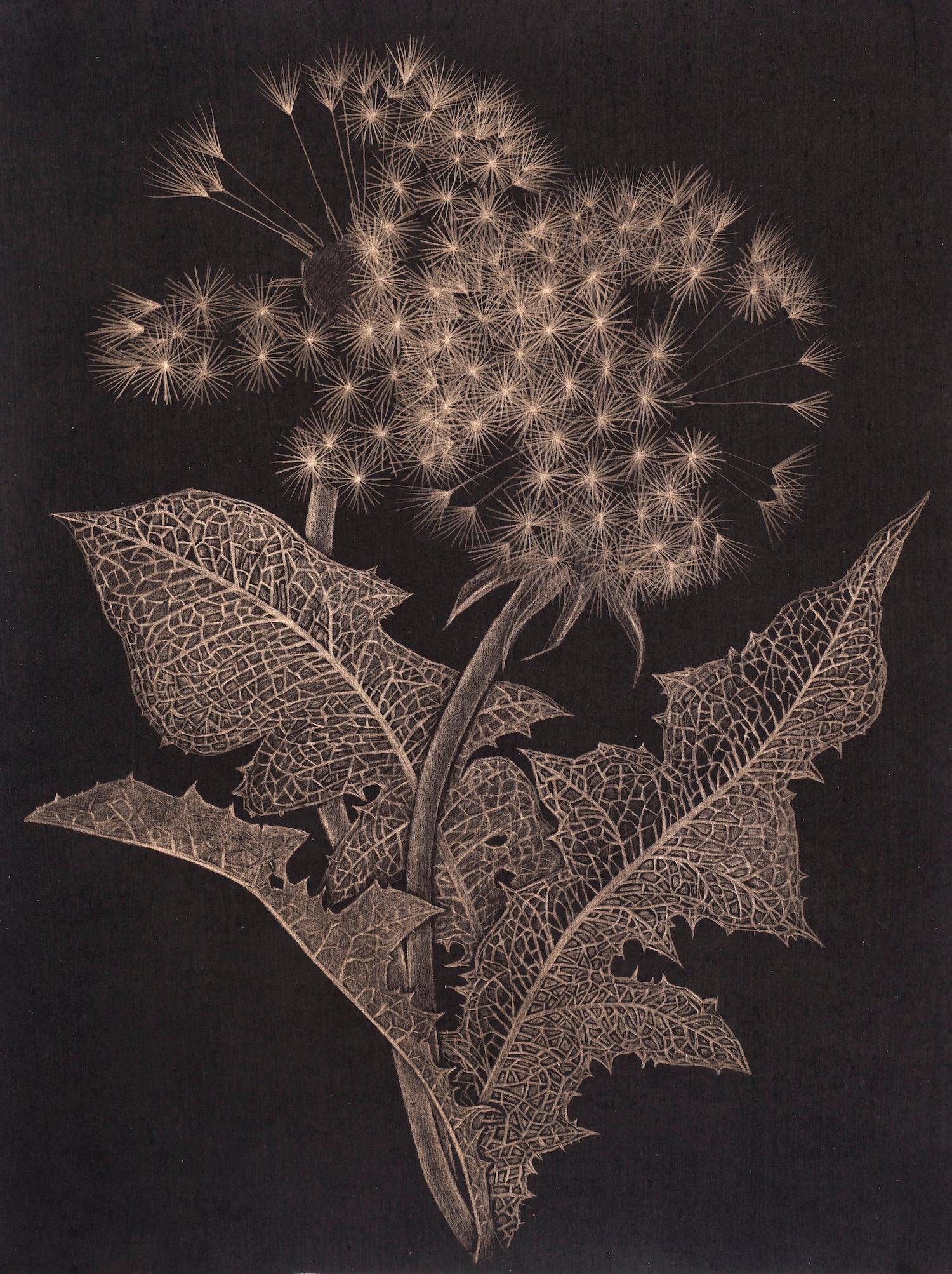 Margot Glass Landscape Art - Two Dandelions Three, Botanical Drawing on Black Paper made with 14K Gold