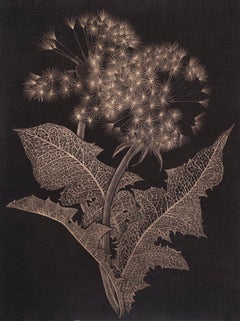 Two Dandelions Three, Botanical Drawing on Black Paper made with 14K Gold