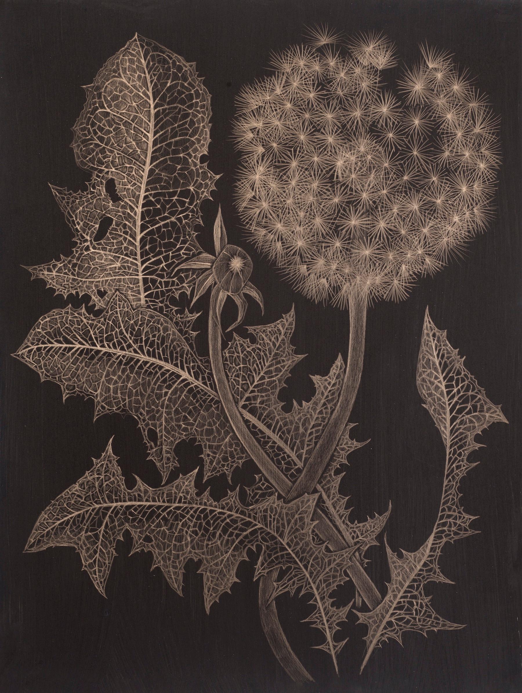Margot Glass Landscape Art - Dandelion with Bud Two, Botanical Drawing on Black Paper made with 14K Gold