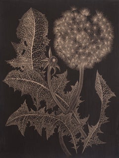 Dandelion with Bud Two, Botanical Drawing on Black Paper made with 14K Gold