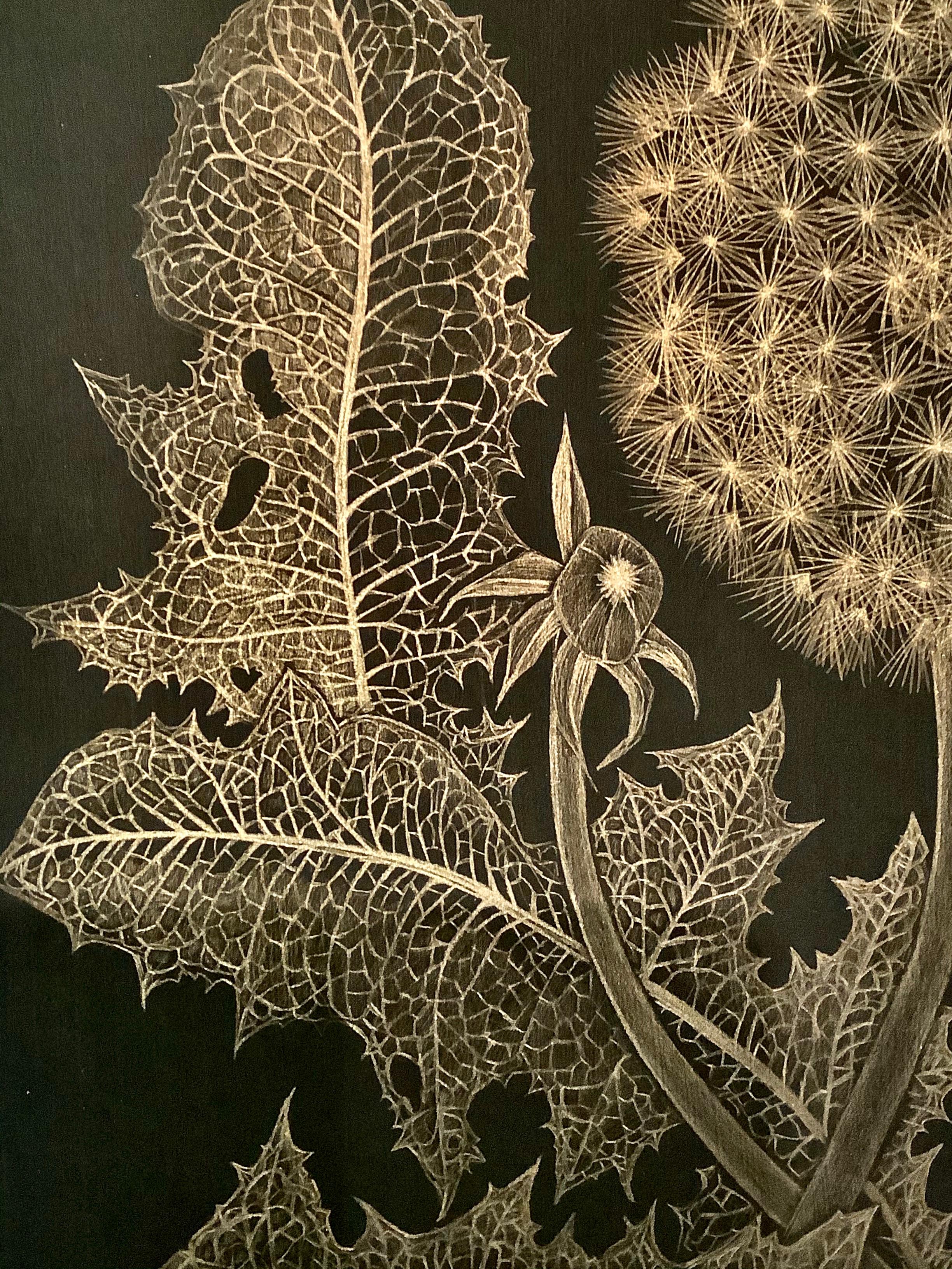 This delicate botanical drawing is made with 14 karat gold on painted black paper. The exploration of ephemerality, and the fragility of a dandelion gone to seed, its leaves and buds are the focus of this series by Margot Glass. The exquisite beauty