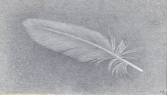 Dove Feather Two, Small Silverpoint Drawing of Feather in Soft Gray