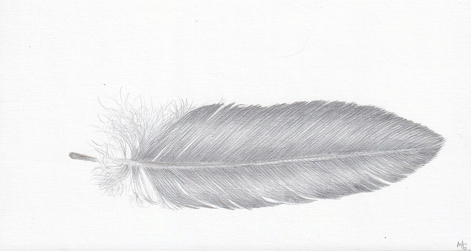 Margot Glass Landscape Art - Dove Feather Three, Small Silverpoint Drawing of Feather in Soft Gray on White