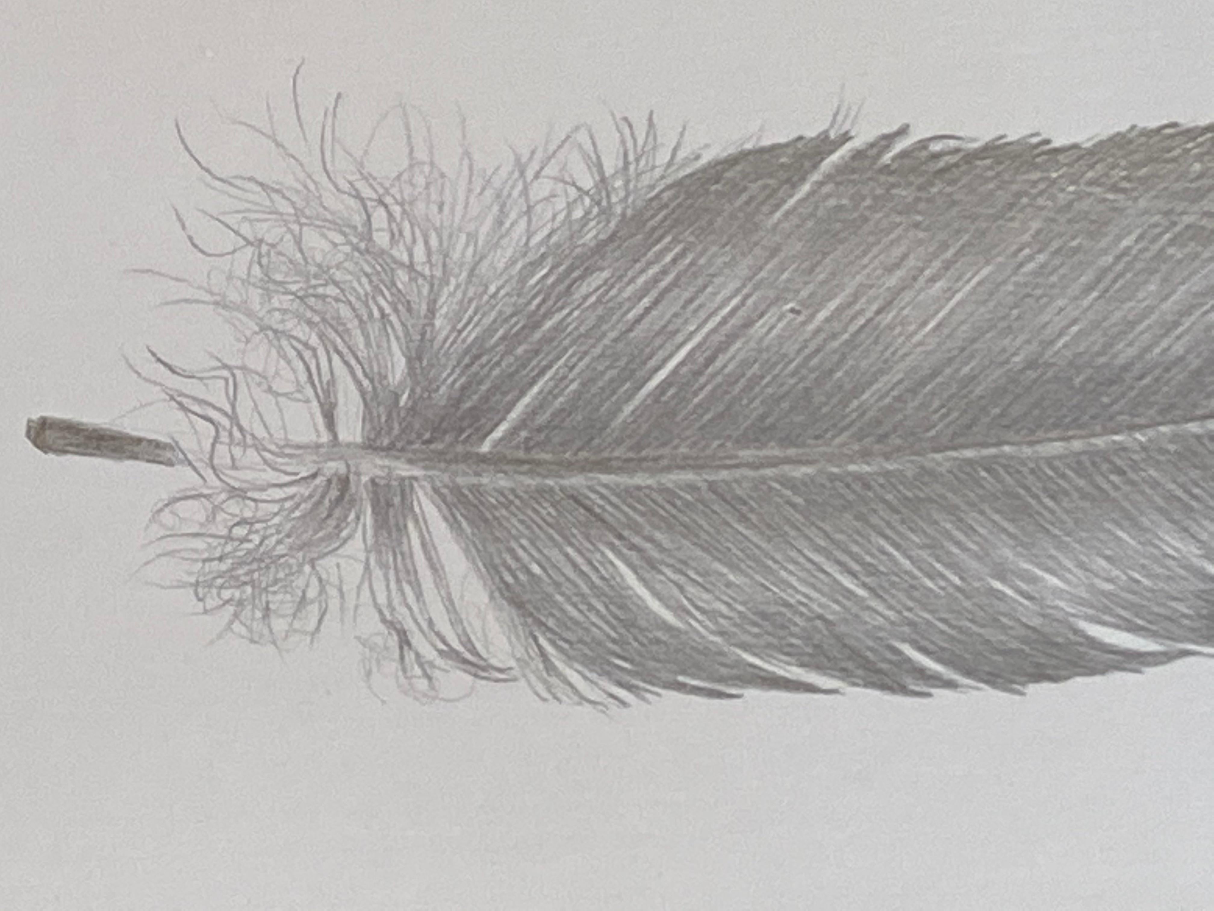 Dove Feather Three, Small Silverpoint Drawing of Feather in Soft Gray on White - Art by Margot Glass