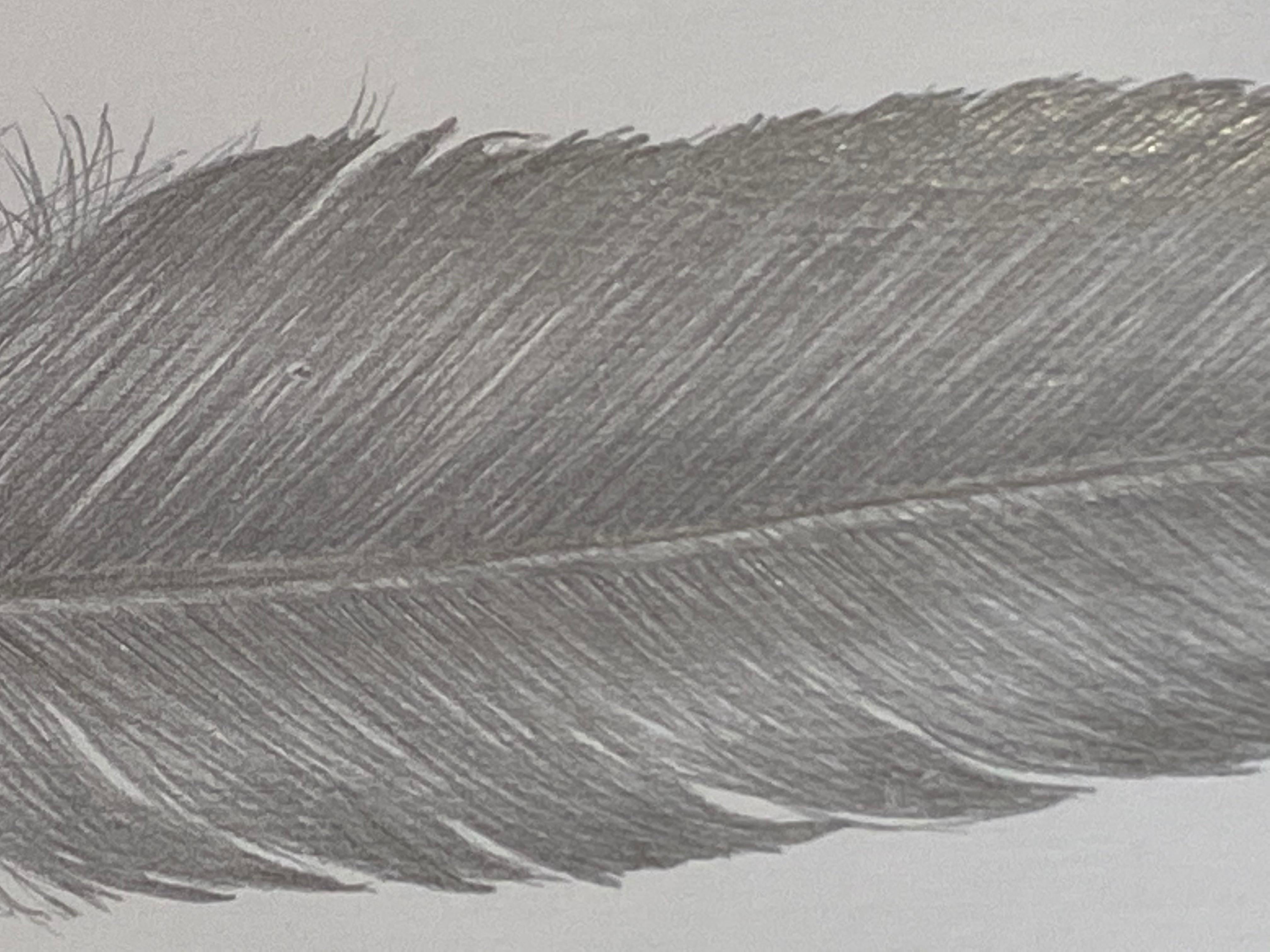dove feather drawing