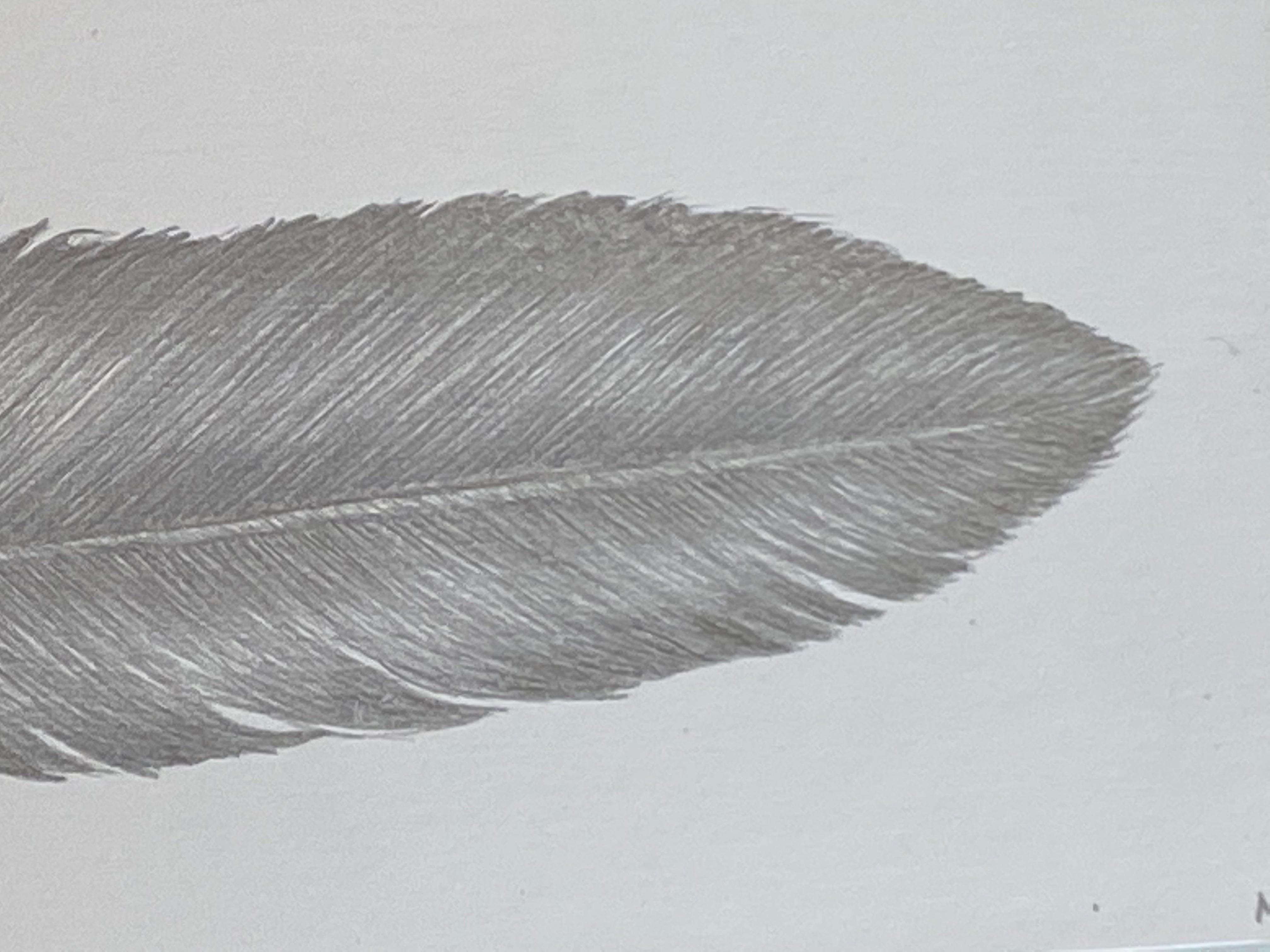 dove feathers
