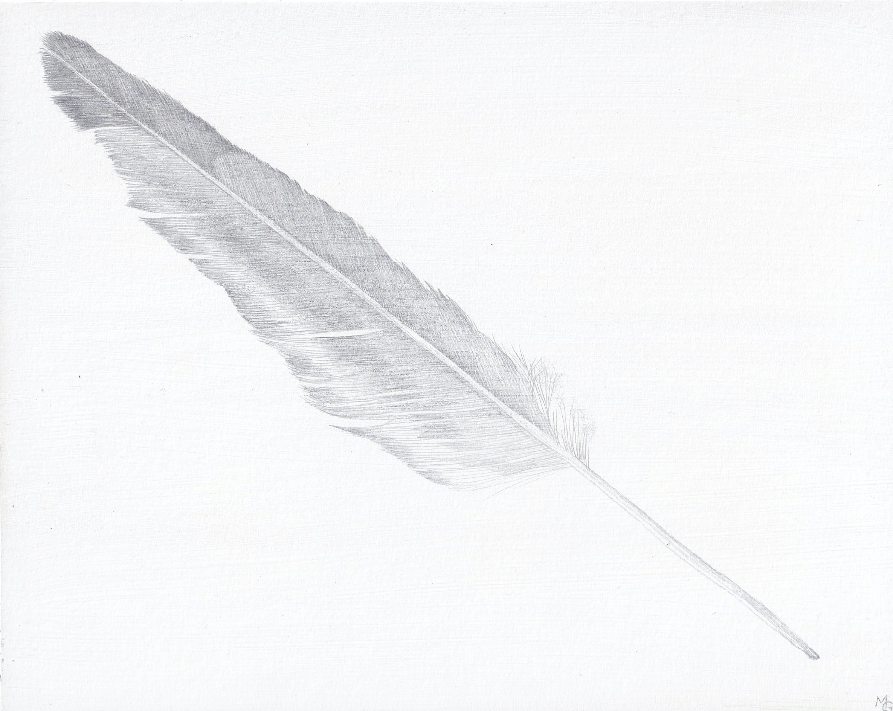 Margot Glass Landscape Art - Seagull Feather, Silverpoint Drawing of Bird's Feather in Soft Gray on White