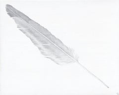 Plume de mouette:: dessin à la pointe d'argent d'une plume d'oiseau en gris doux sur blanc