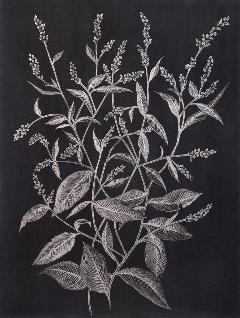 Margot Glass Lady's Thumb Two, Metallic Silver Botanical Drawing with