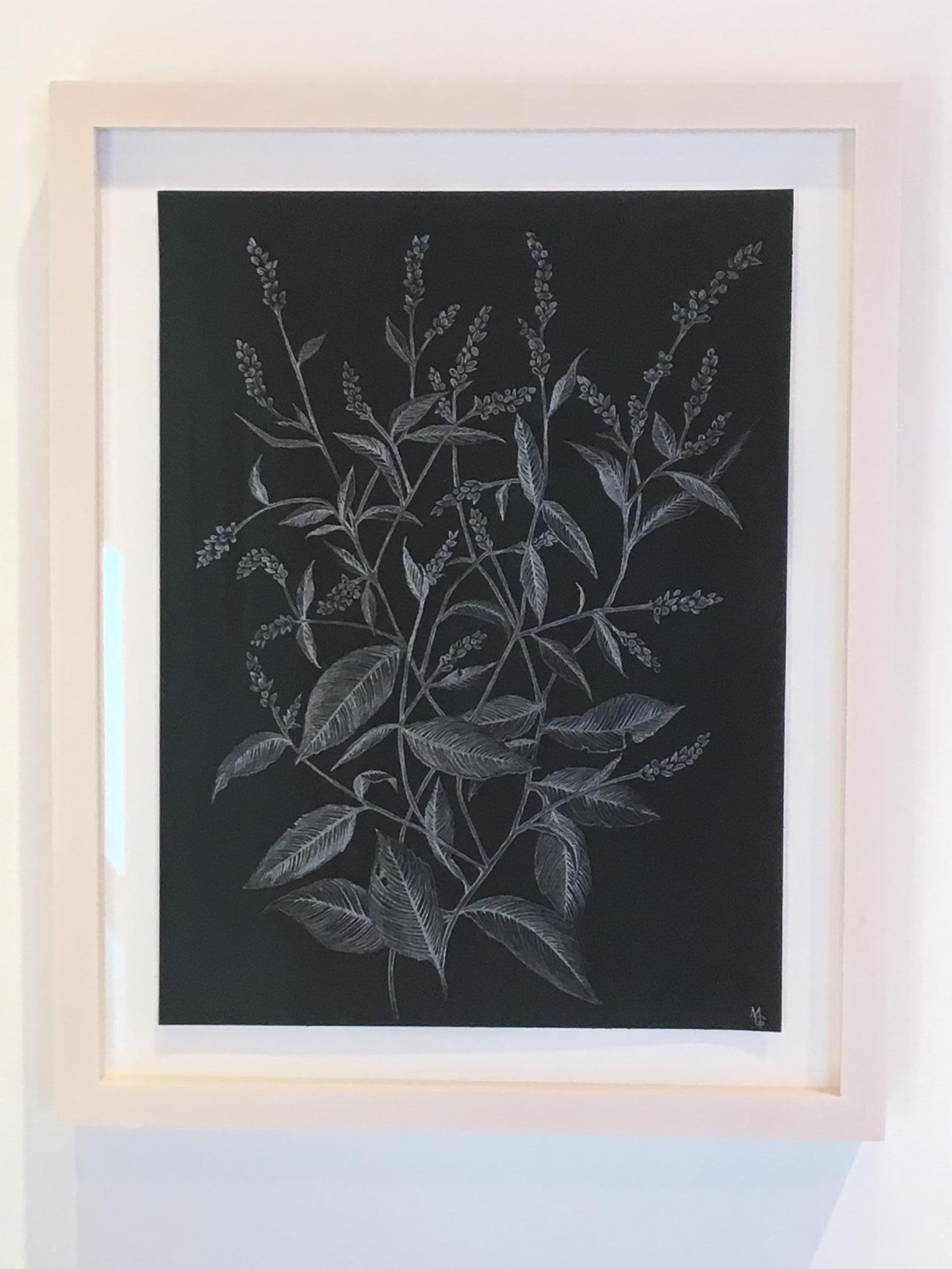 Lady's Thumb Two, Metallic Silver Botanical Drawing with Graphite on Black Paper - Art by Margot Glass