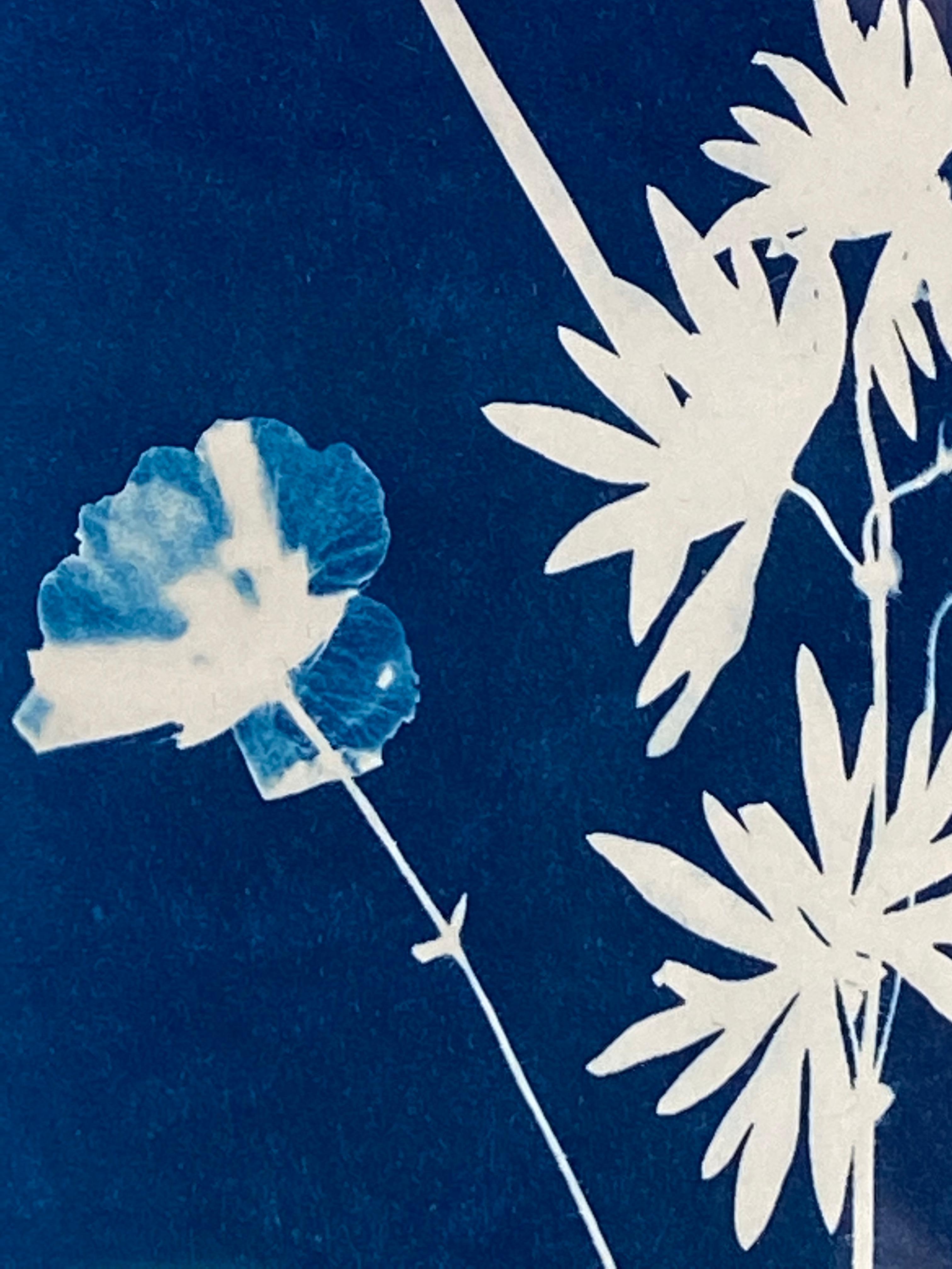 Cyanotype Painting Poppies, Rose of Sharon, Ferns, Botanical Painting in Blue 6