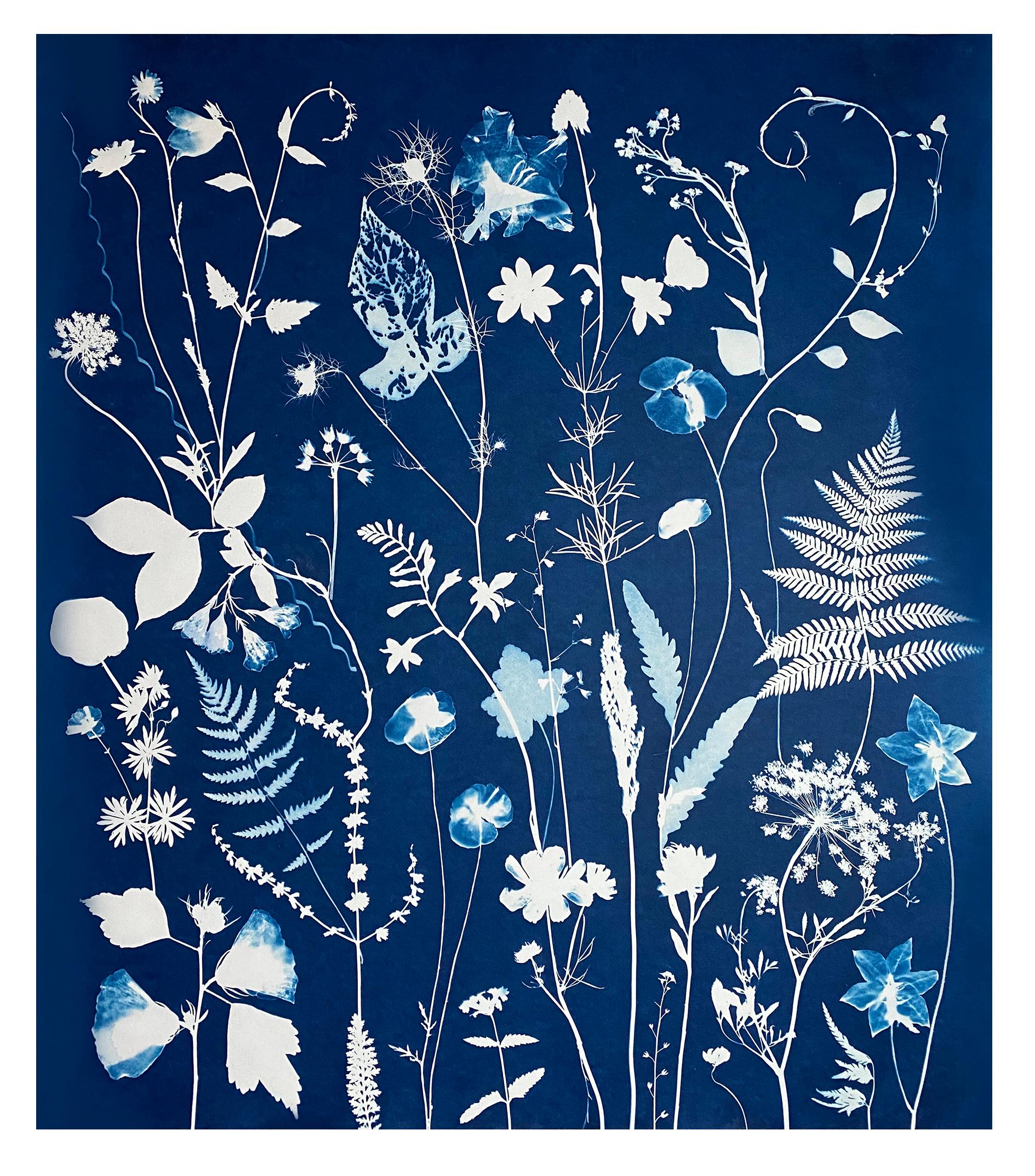 Cyanotype Painting Poppies, Rose of Sharon, Ferns, Botanical Painting in Blue - Art by Julia Whitney Barnes