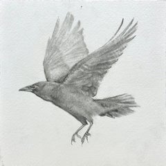 Uccello