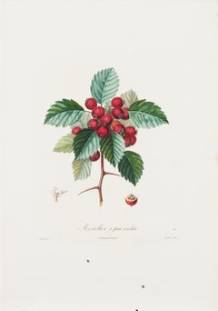 Pierre Antoine Poiteau, 'Hawthorne', 19th Century, Etching