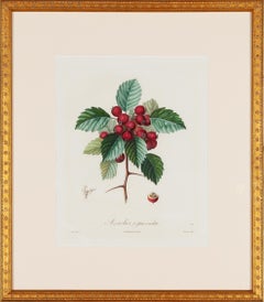 Pierre Antoine Poiteau, 'Hawthorne', 19th Century, Etching