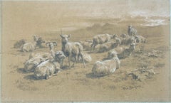 Highlands Sheep; A finished study from the Highlands Series