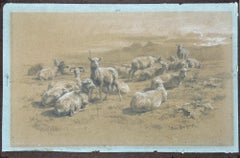 Highlands Sheep; A finished study from the Highlands Series