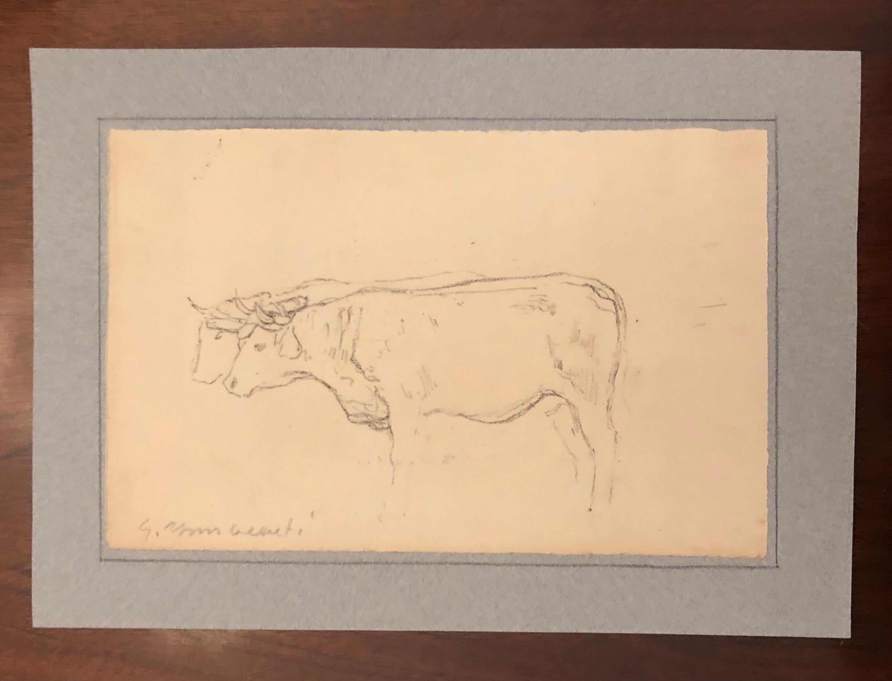 Cow study - Art by Guglielmo Innocenti