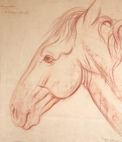 The Coral Stallion
