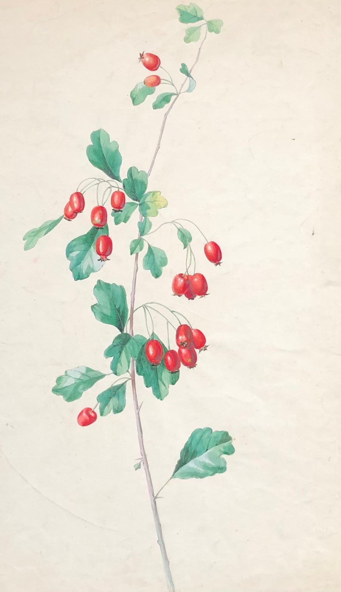 Juliette Calame Still-Life – Knospen