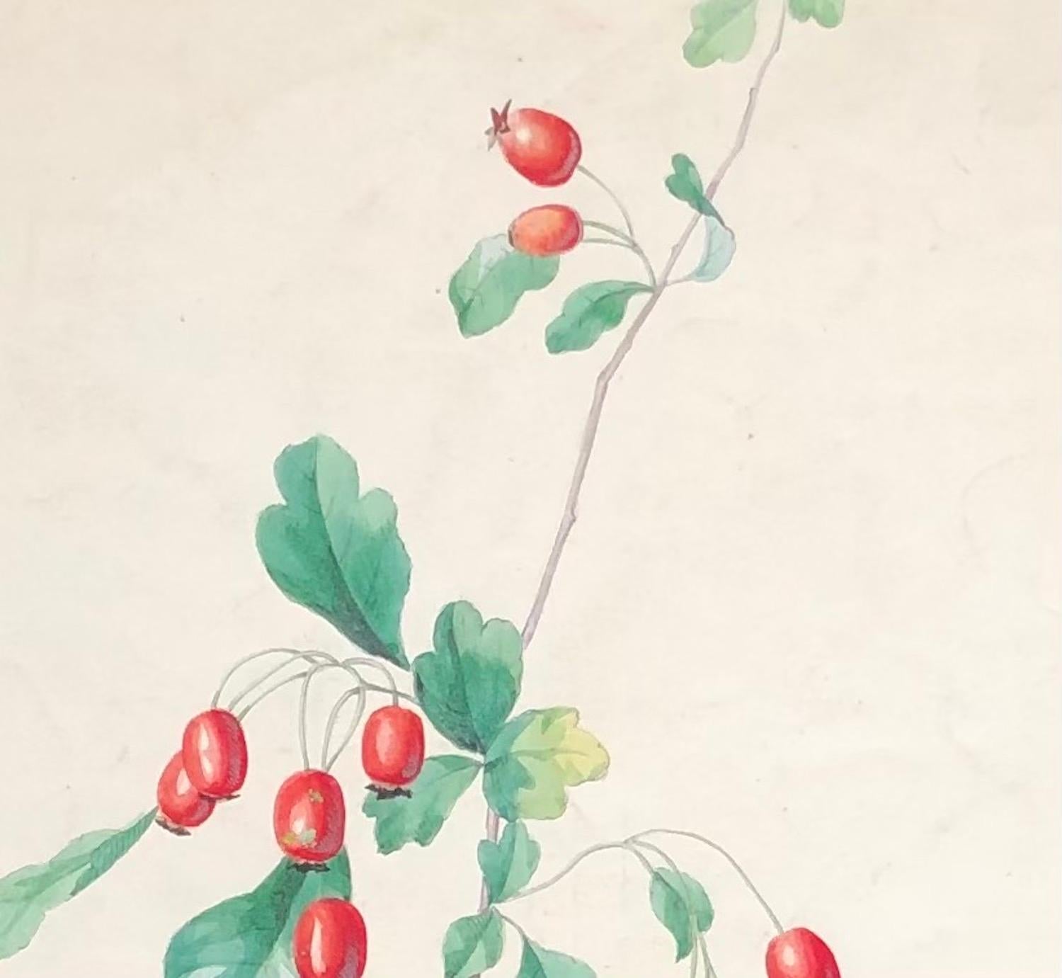 Knospen im Angebot 1