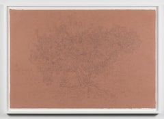 Manzanita